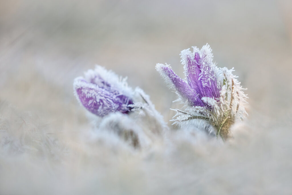Einzigartige Blütenstände: Sonja Sayer