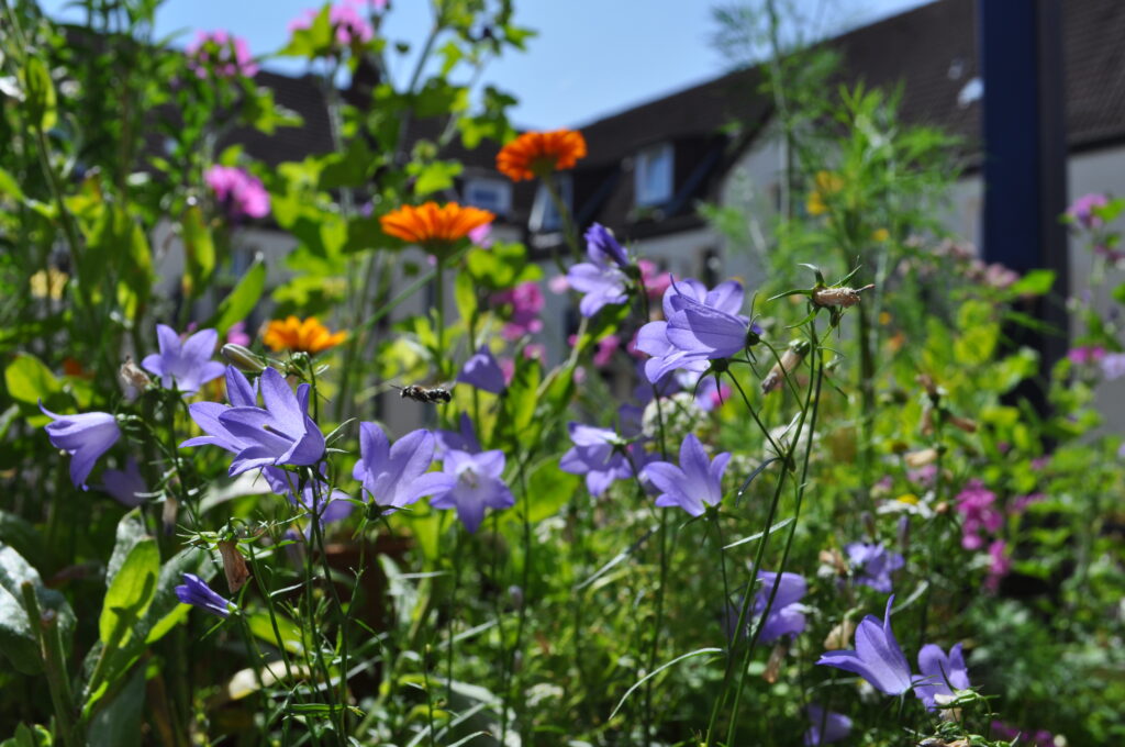 Wilde Balkonblüten: Stefanie Binder
