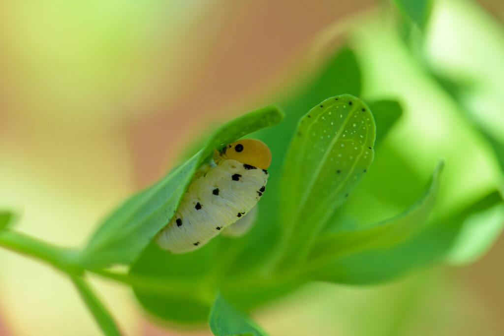 Insekten und Wildblumen genau betrachtet: Susanne Wunn