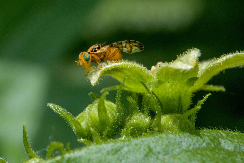 Insekten und Wildblumen genau betrachtet: Susanne Wunn