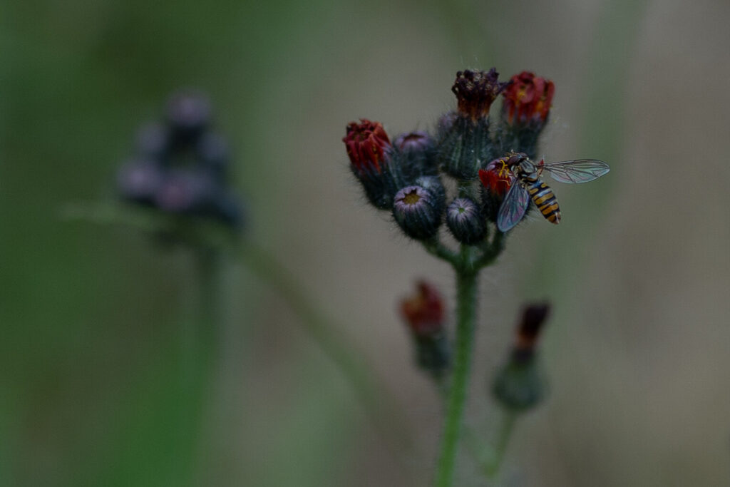 Wilde Balkonblüten: Sybille Lünemann