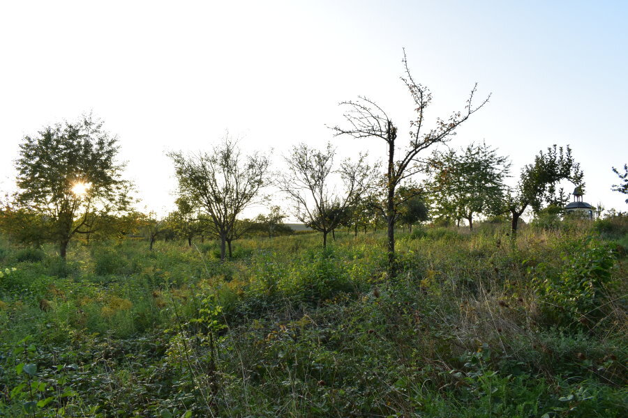 Streuobstwiesen: Torsten Jäger