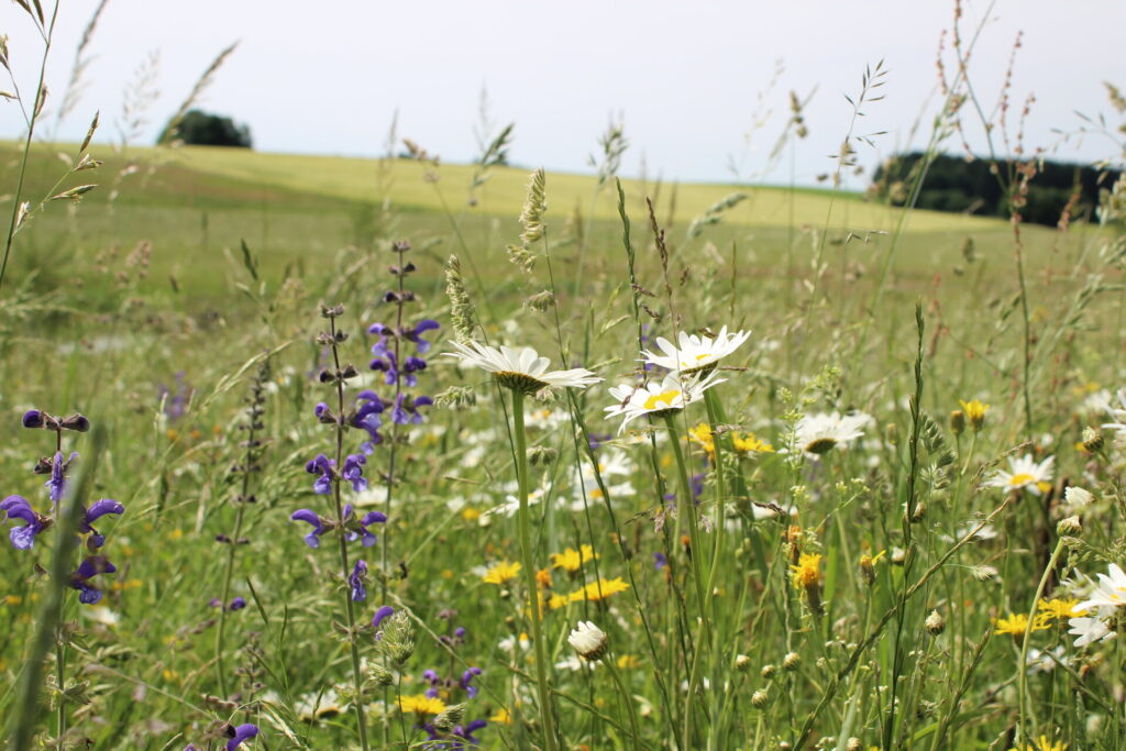 Artenreiche Wiesen: Verena Fischer