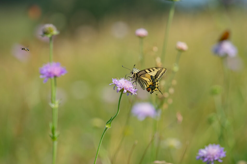 Artenreiche Wiesen: Waldemar Drexler