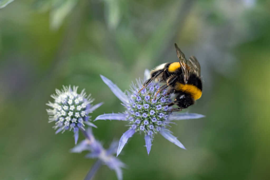 Insekten und Wildblumen genau betrachtet: Waldemar Drexler