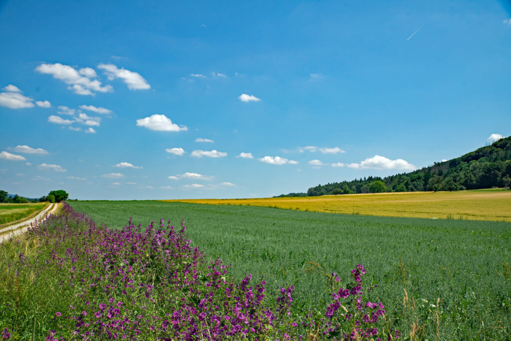 Wilde Äcker: Waldemar Drexler