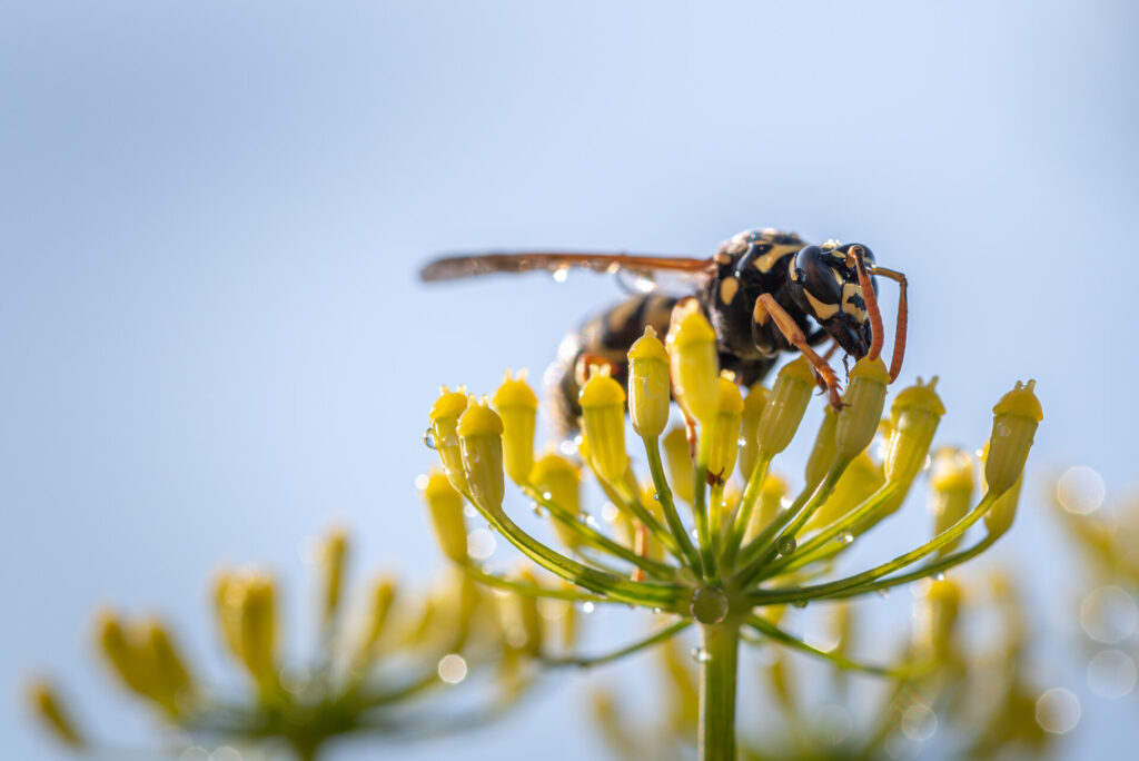 Insekten und Wildblumen genau betrachtet: Waldemar Strzelczyk