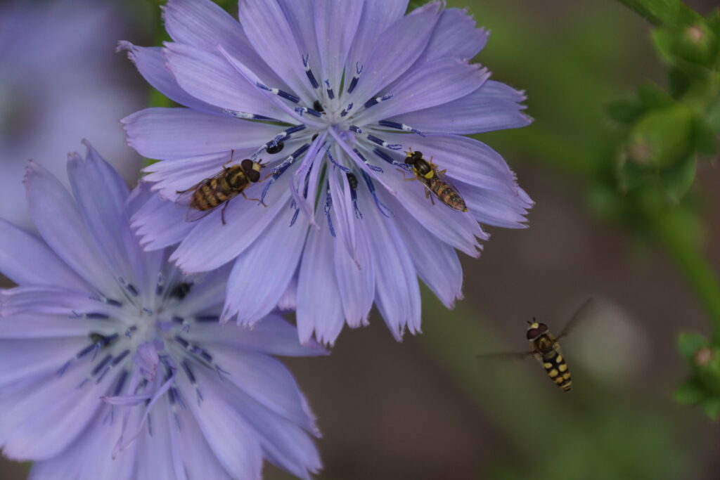 Wilde Balkonblüten: Sabine Thieme-Bytom