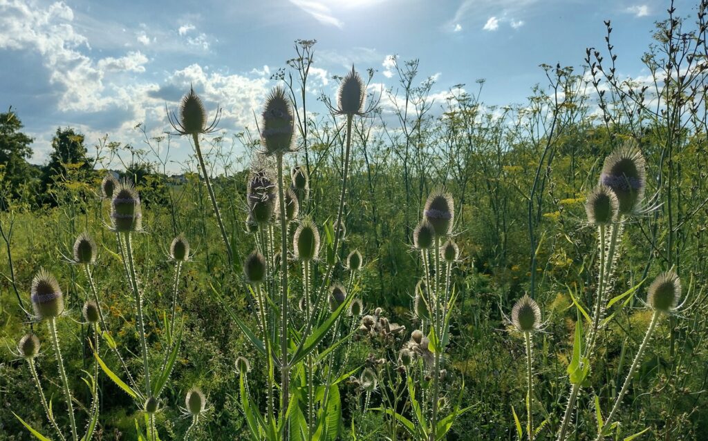 Wilde Äcker: Dorothee Erbe