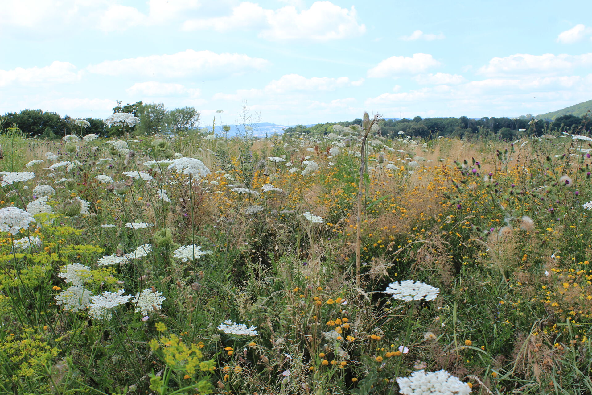 Hanna-Konrad_Mischung-Bluehende-Landschaft-West_Peter-Stecker_Oberweyer_2022-05-16-16-1