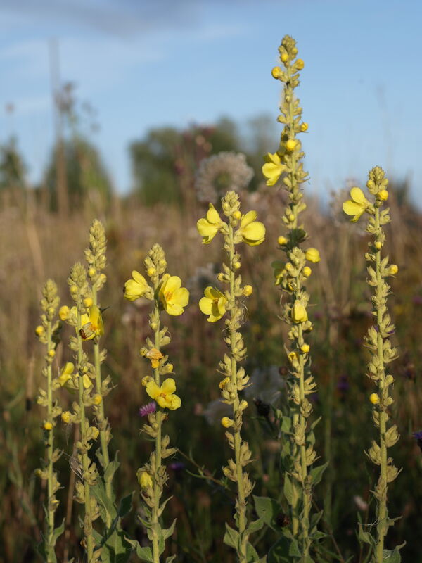 Linda Trein_BBR-Tour 2023_P7282286