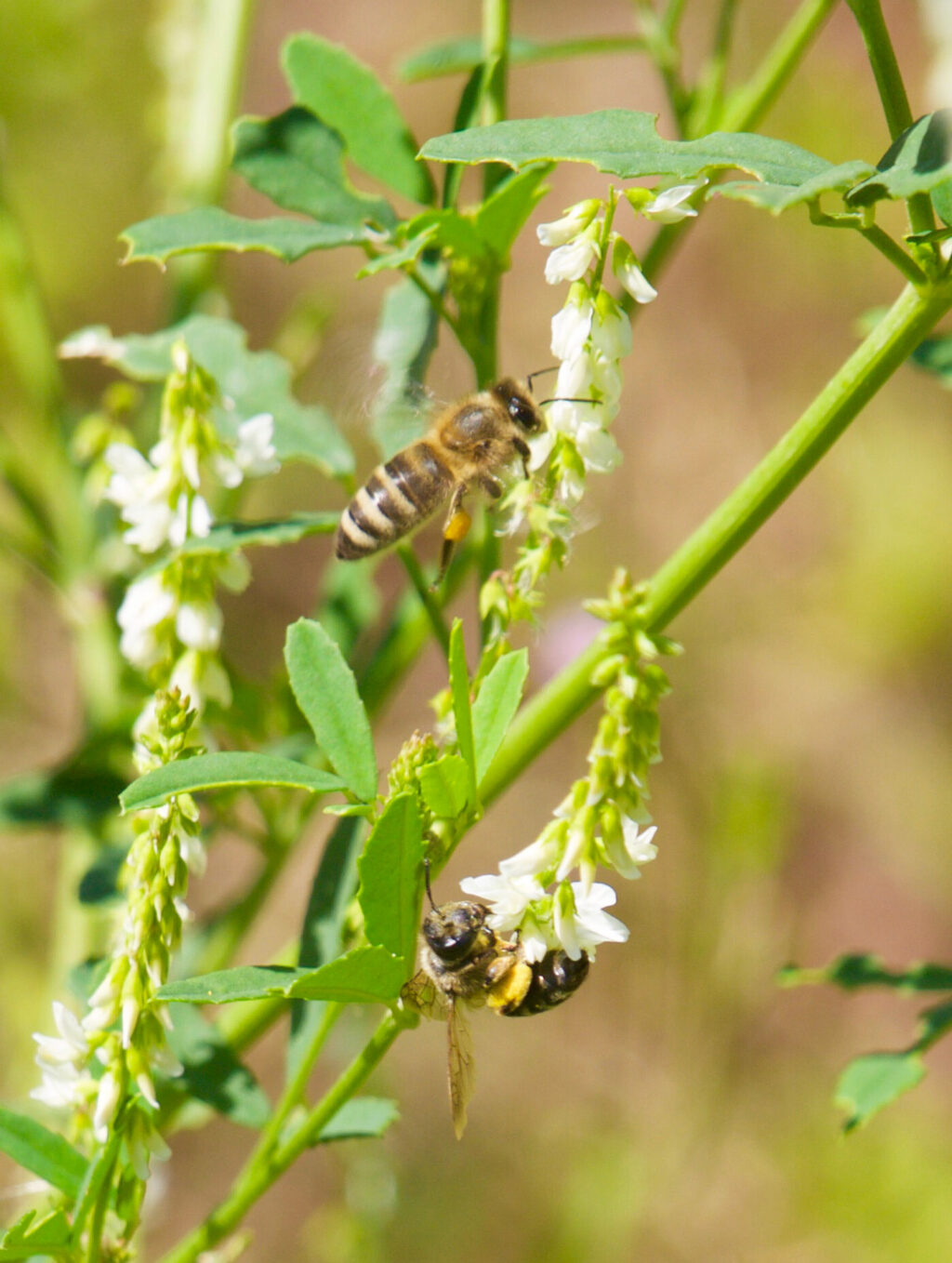 Honigbiene und Wildbiene zusammen am Weißen Steinklee. Foto: Linda Trein