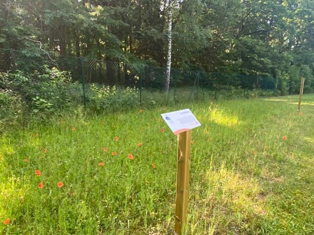 Nicolle Deuter_Blumenwiese