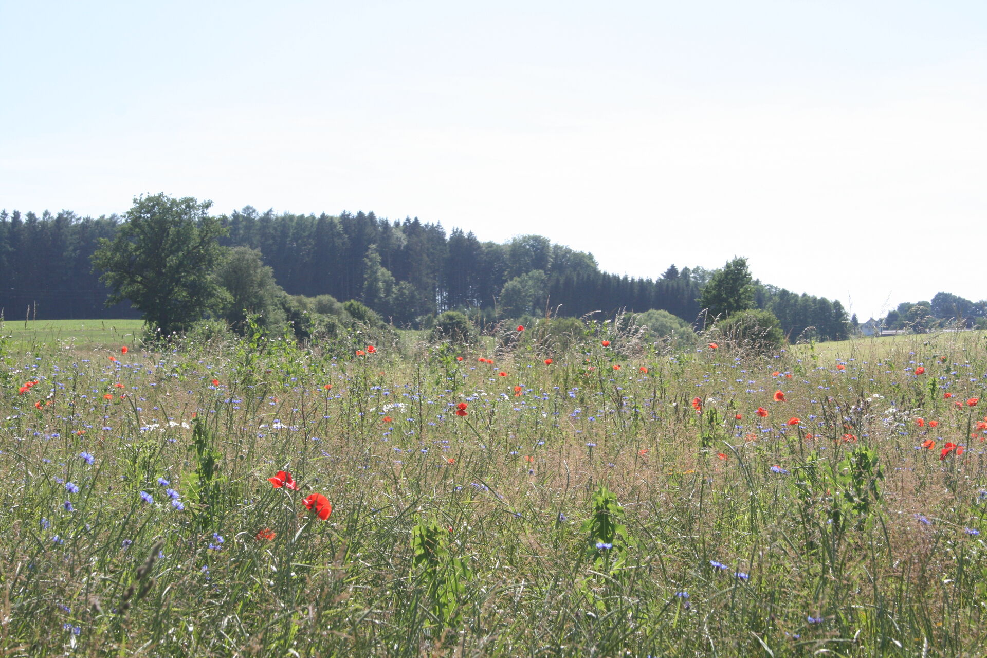 Sara-Decker_Permakulturhof-Eselgarten_2