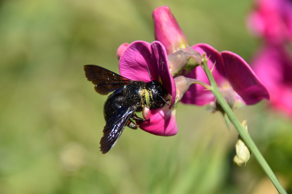 Xylocopa