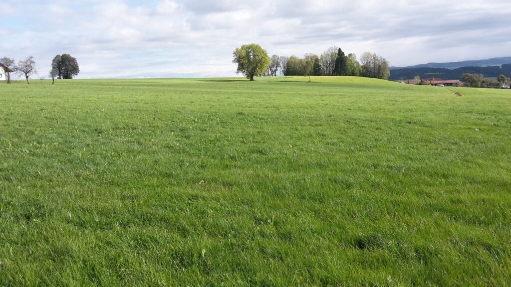 Artenarme Wiese vor einer Mahdgutübertragung