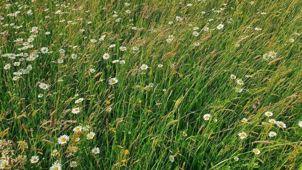 Artenreiche Futterwiese mit Margerite und Gräsern nach einer Mahdgutübertragung