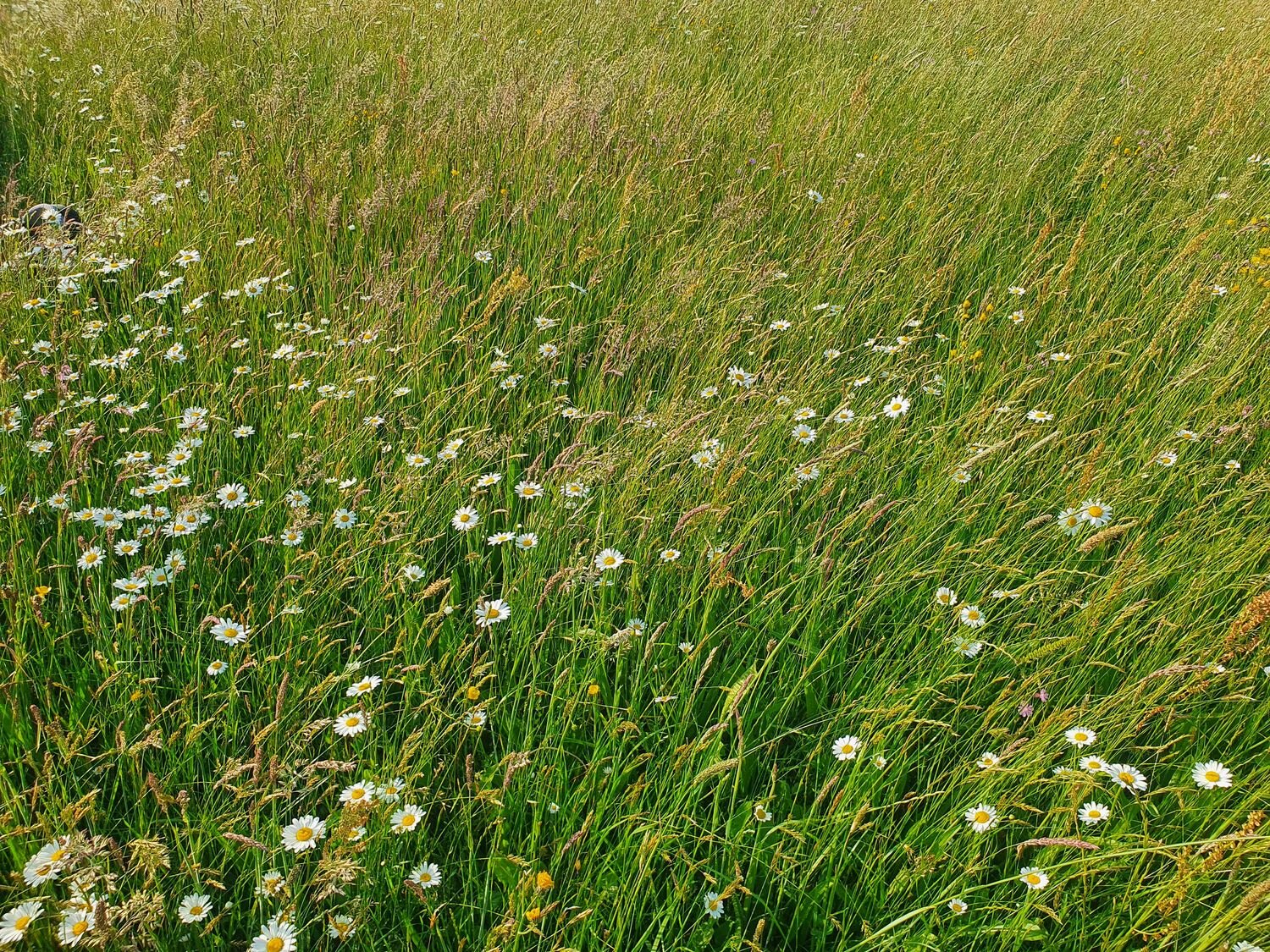 Artenreiche Futterwiese mit Margerite und Gräsern