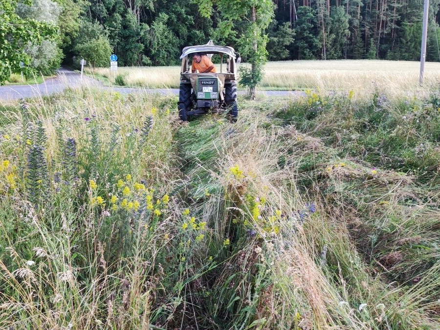 Paul-Schwind_BBR_Mager-und-Sandrasen_Juni-2023