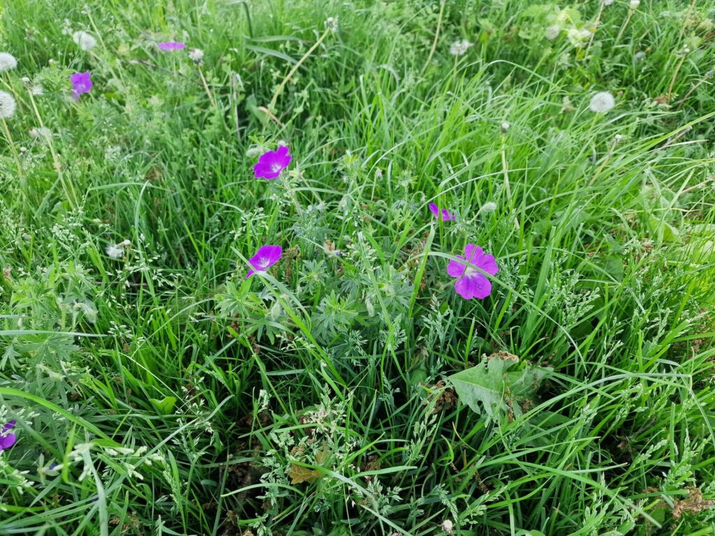 Heike-Schmidt_Spickermanns_April