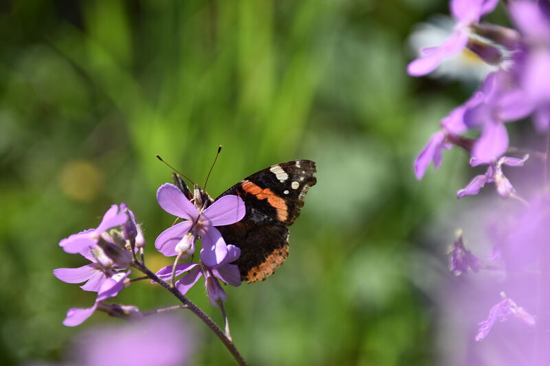 Janina D'Alvise_Admiral