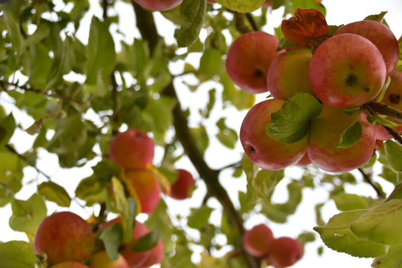 Janina-DAlvise_Fottowettbewerb_Streuobstwiese_3