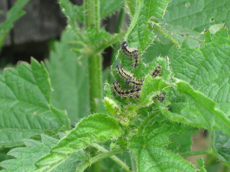 JungeRaupen-KleinerFuchs_Brennesselherde-aneinerScheune_BayrischesAllgäu_beiOY-Mittelberg_18072010_HLoritz