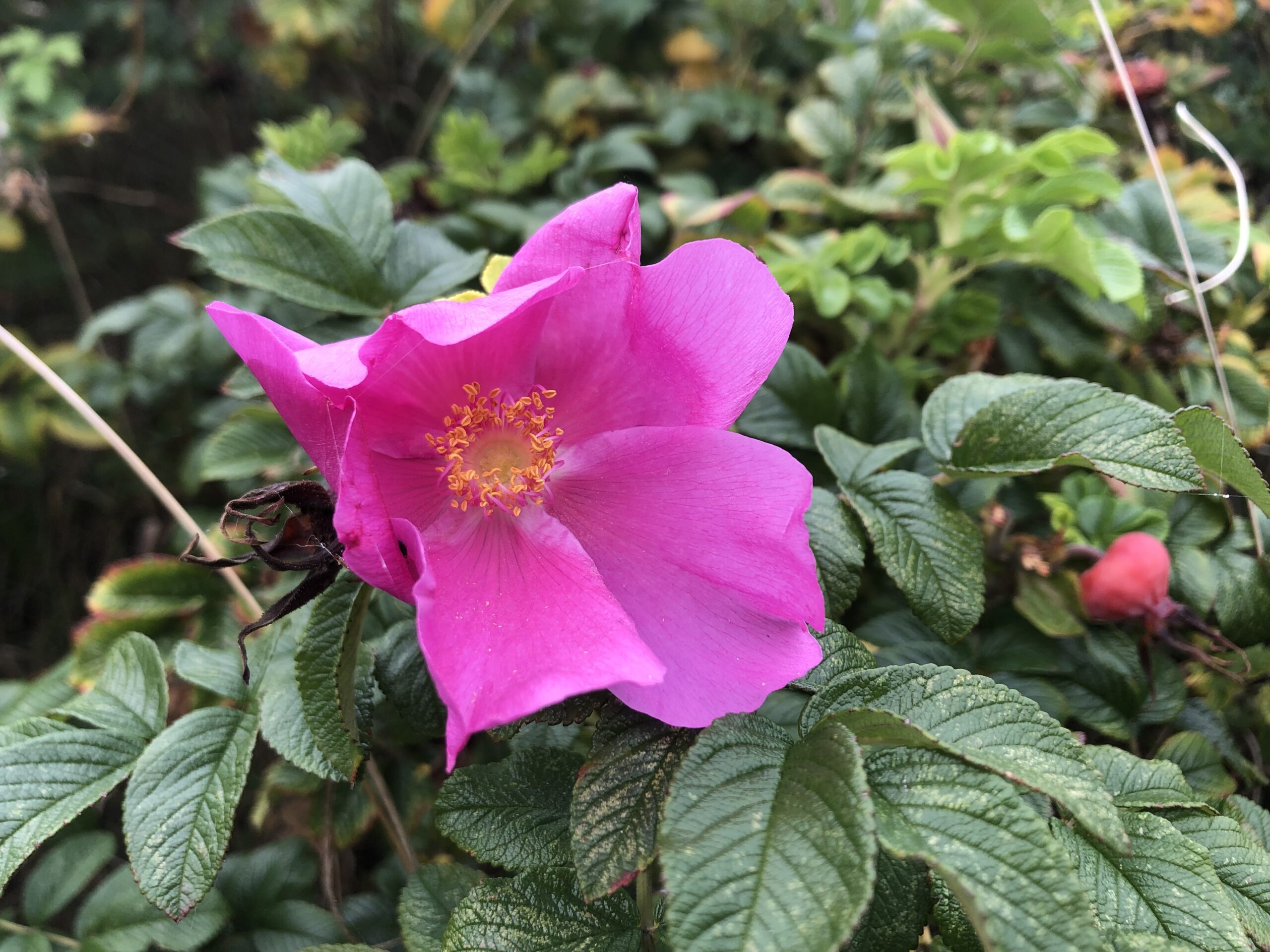 Linda Trein_Rosa rugosa_Kartoffelrose_IMG_6369