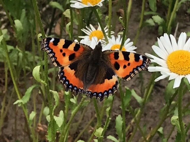 Stefan Hollstein_Kleiner Fuchs auf Margerite