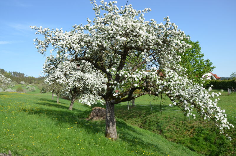 Streuobstwiese_Lydia_Wania-Dreher