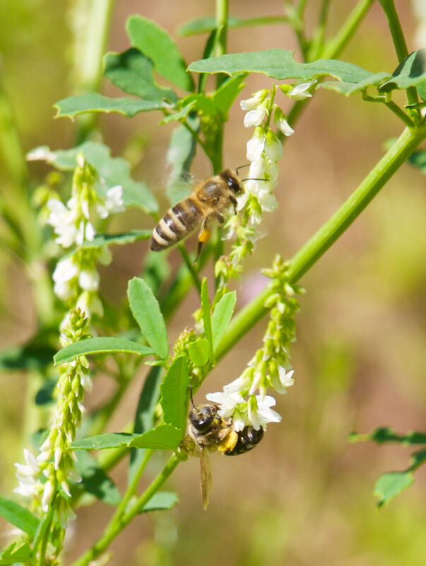 Linda Trein_Wildbiene_Honigbiene_Weißer Steinklee