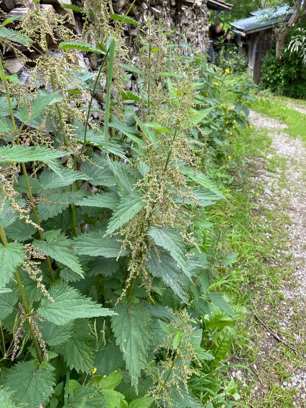 Wilde Ecke - Hier dürfen Brennnesseln leben