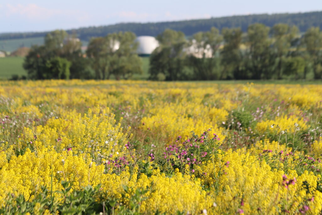 Thomas-Fuchs_Deitersen-Anfang-Mai-2024-Foto-Thomas-Fuchs-IMG_4893-1