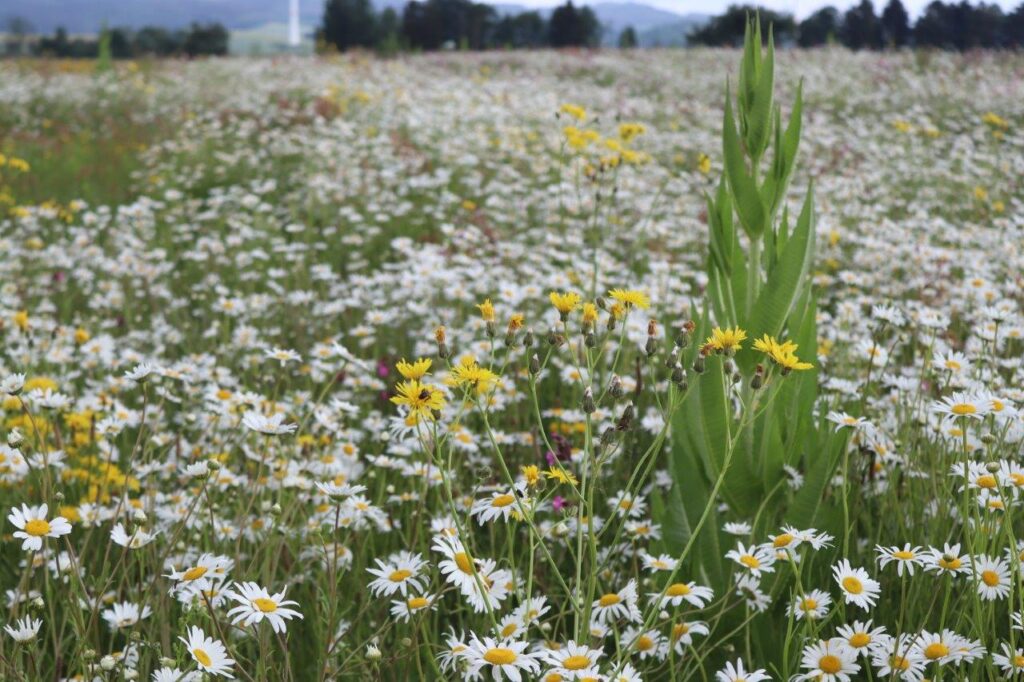 Thomas-Fuchs_Deitersen-Ende-Mai-2024-Foto-Thomas-Fuchs-IMG_5269-1