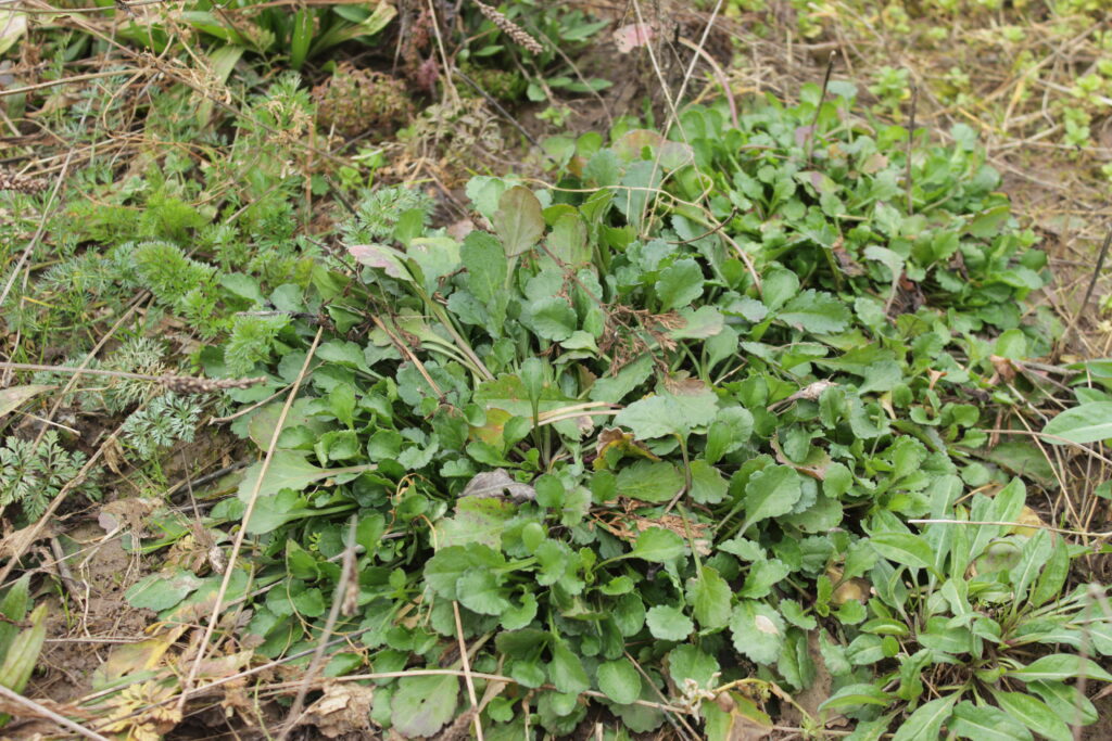 Hanna-Konrad_BBR_Friedenshof_Bluehende-Landschaft_Maerz-24-2