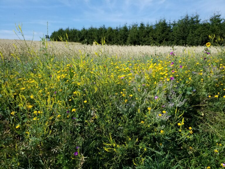 Schloss_tonndorf_moosberg_fl1973-1