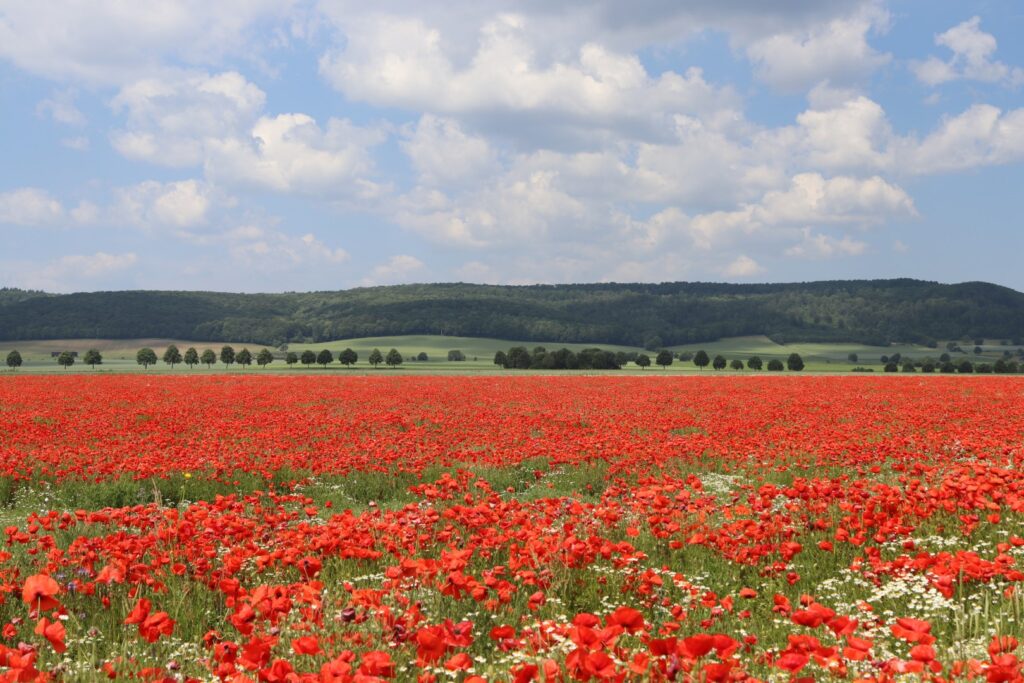 Thomas-Fuchs_Deitersen-Mai-2023-Foto-Thomas-Fuchs-IMG_3433-Gross