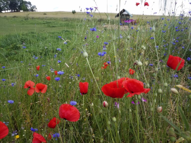 schloss_tonndorf_fl1050_2-1