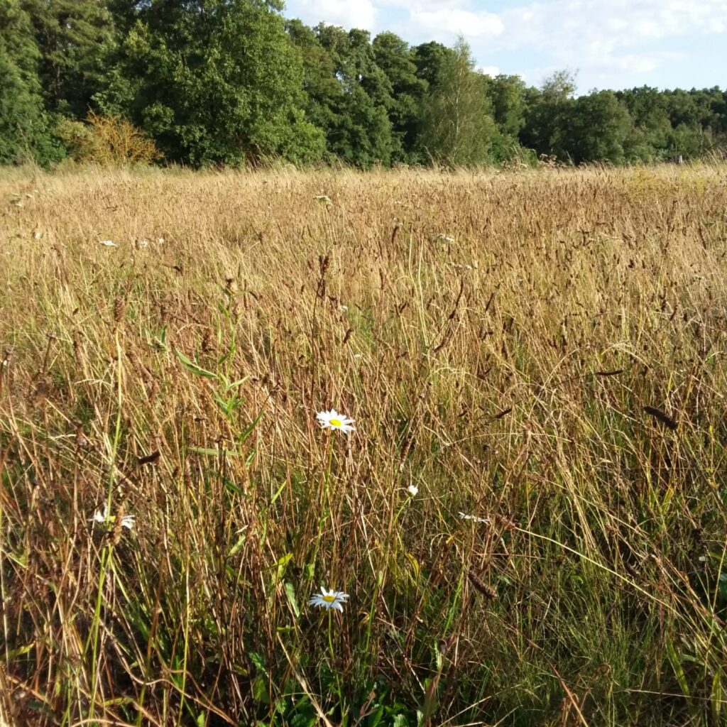 Bluehflaechenfuehrung-Etahof Bluehflaechenfuehrung-Etahof