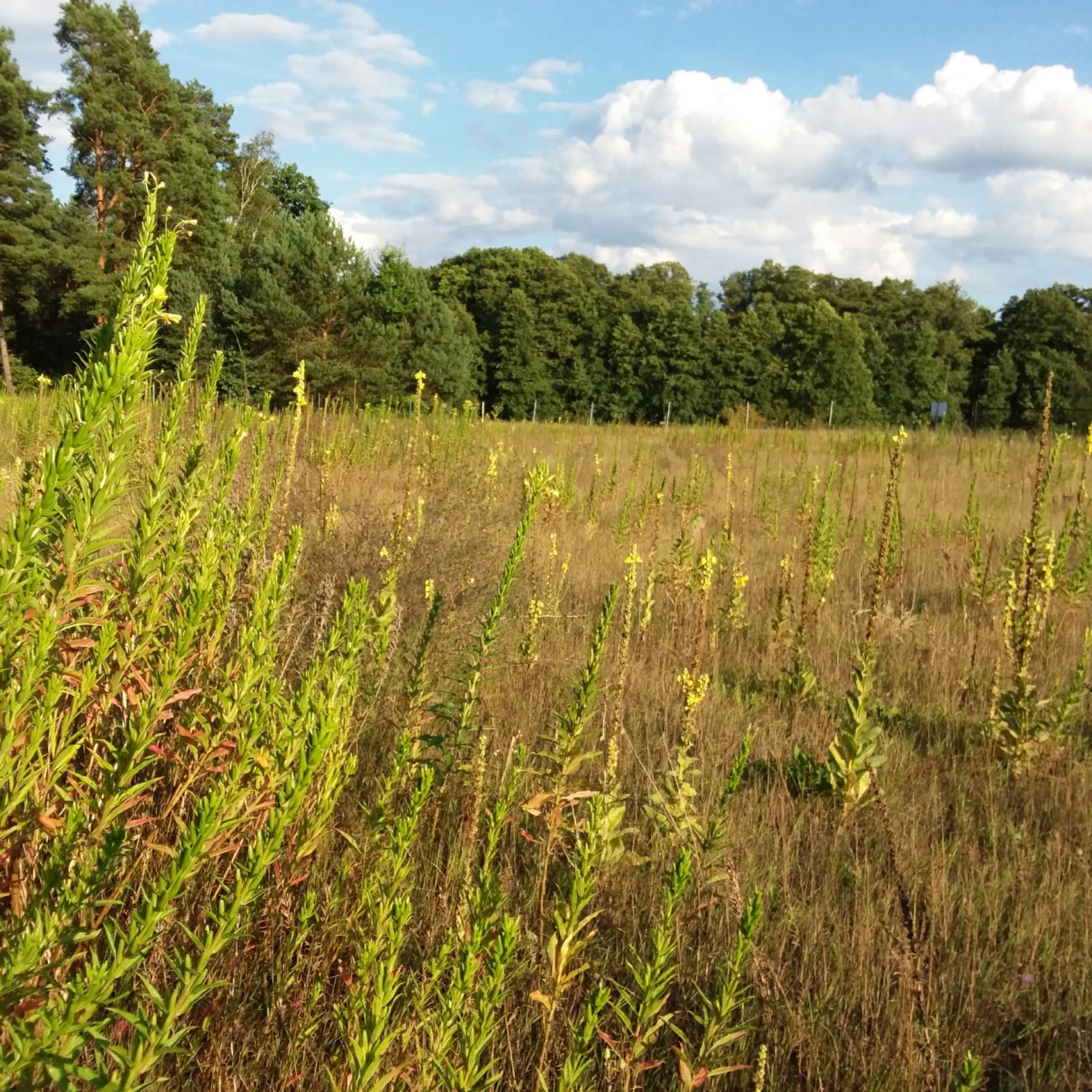 Blühflächenführung