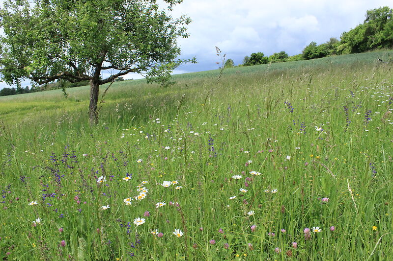 Hanna Konrad_Wiese_Edelsberg_26-5-22 5 