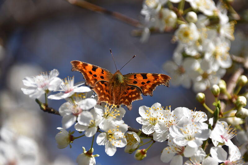 C-Falter auf Schlehenblüte