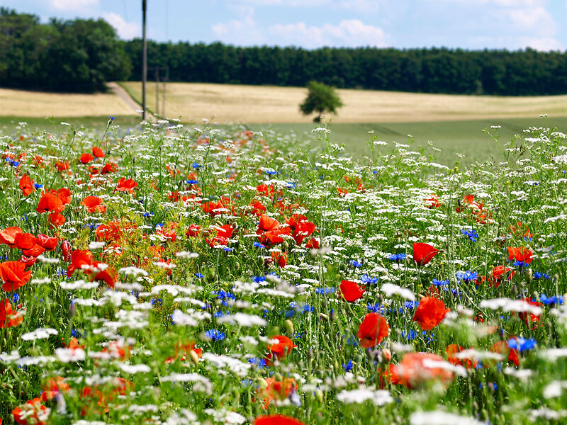 Linda Trein_Blühstreifen_Zülpich