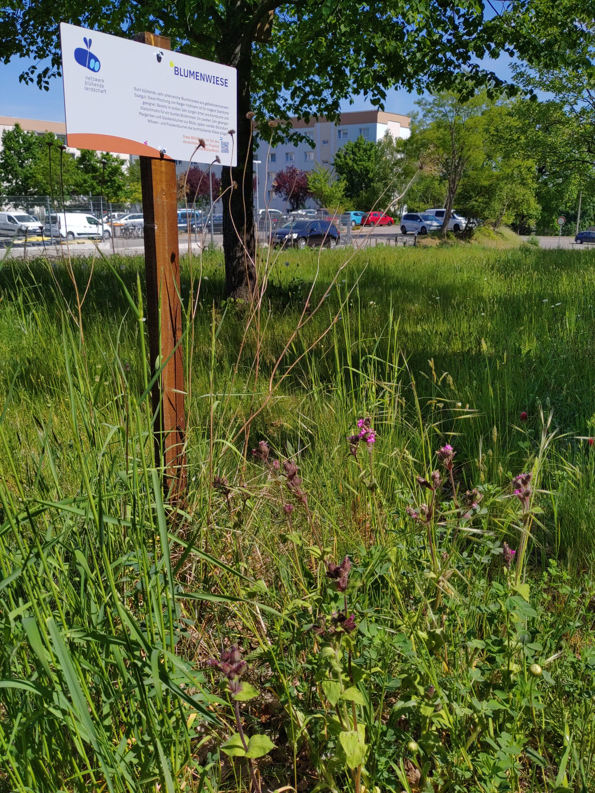 Anita Bätz_Weltbienentag2022_4