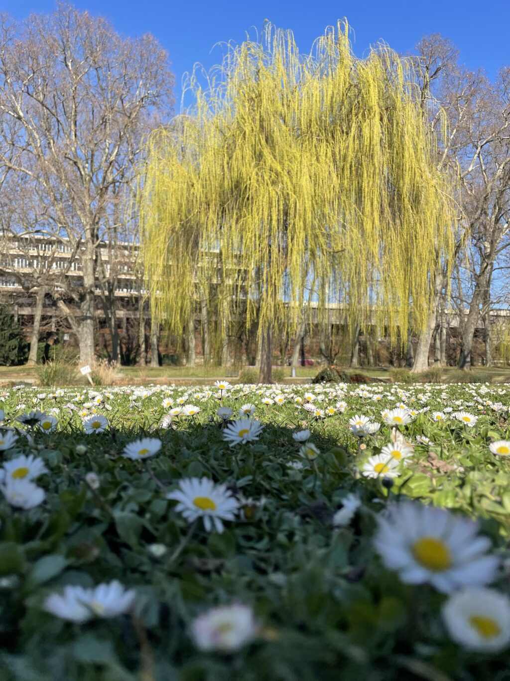 Baeume-in-der-Stadt-1