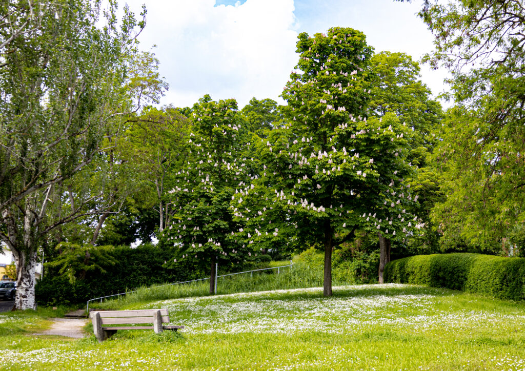 Jessica Hoffmann_Wiese_Wiesbaden