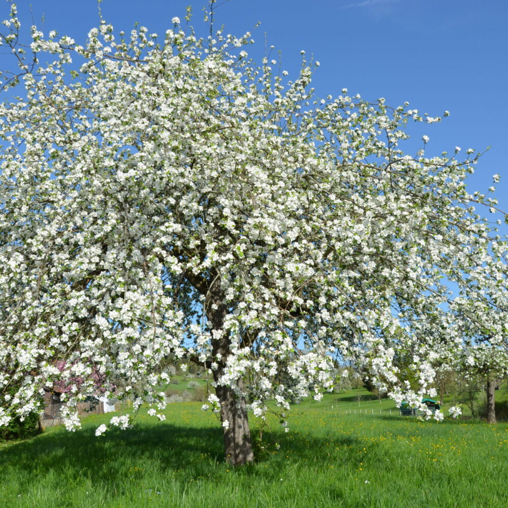 Blühender Apfelbaum