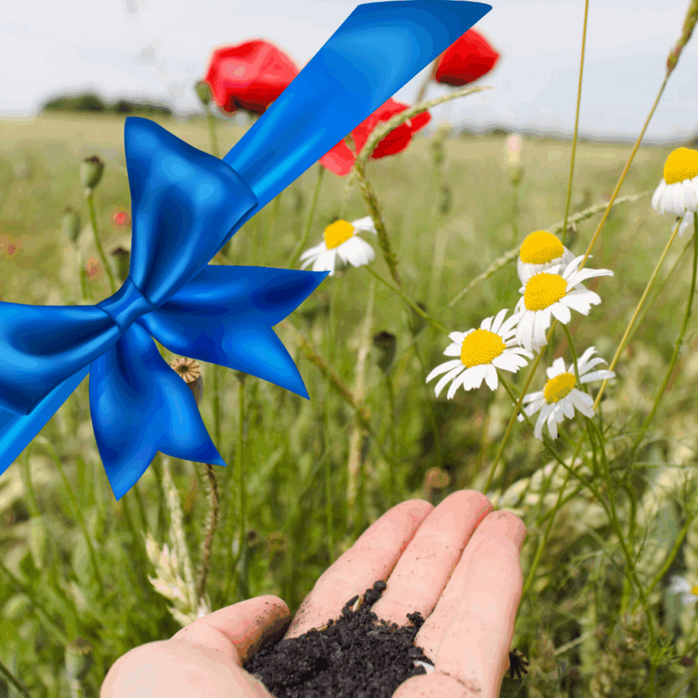 Eine Hand mit Pflanzenkohle vor einem blühenden Acker mit einer blauen Schleife