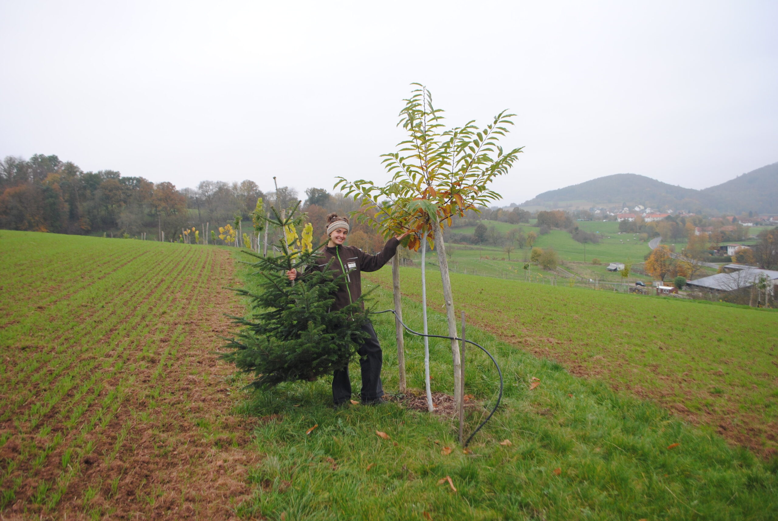 Agroforst für Weihnachtsbäume