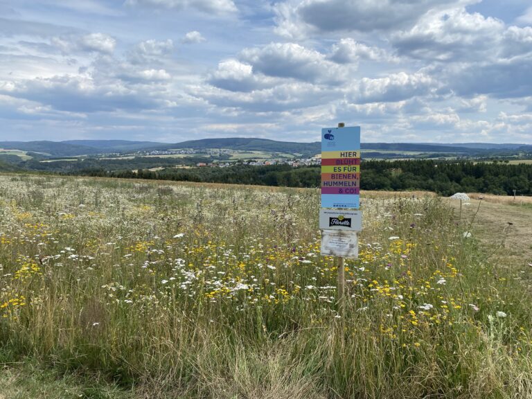 Blühende Landschaft 2. Standjahr Hermeskeil Sponsor Florette Matthias Wucherer